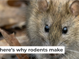 Old rat nests can contain fabrics, papers, animal bones, plant remains and other materials that have been undisturbed for hundreds of years. Andyworks/E+ Collection via Getty Images